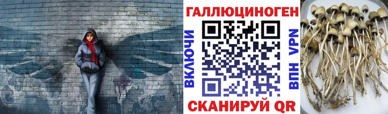 Галлюциногенные грибы Psilocybe omg ссылки Боровичи